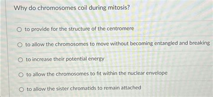 Why do chromosomes coil during mitosis?