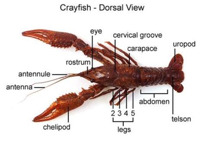 Why do crayfish move backwards?
