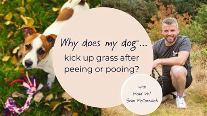 Why do dogs kick up grass after peeing?
