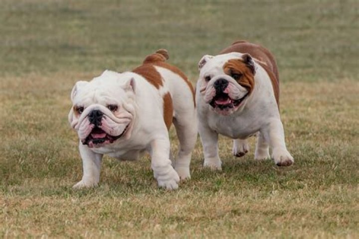 Why do English Bulldogs get hot spots?