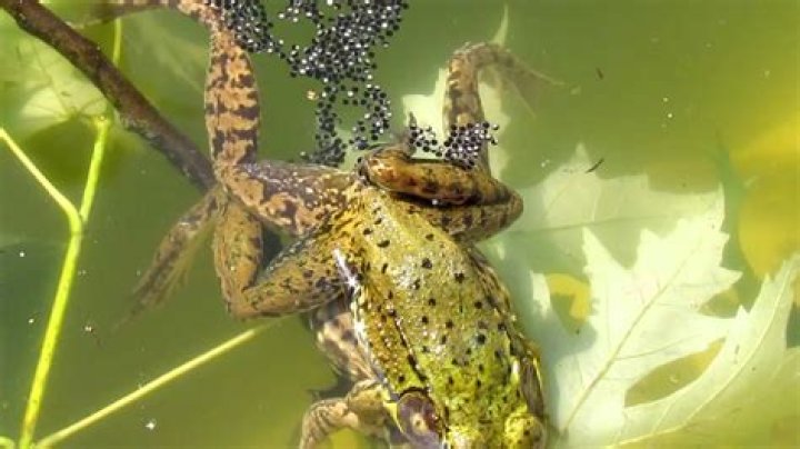 Why do frogs come out of the pond when it rains?