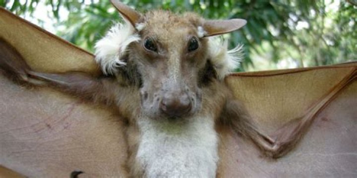 Why do fruit bats look like dogs?