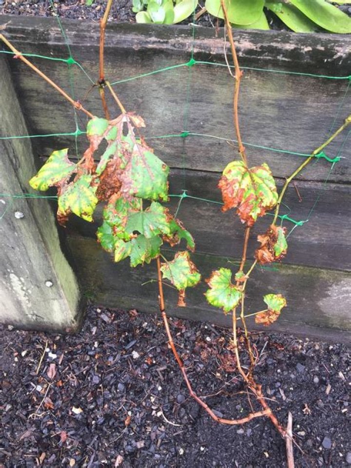 Why do grape leaves turn brown?
