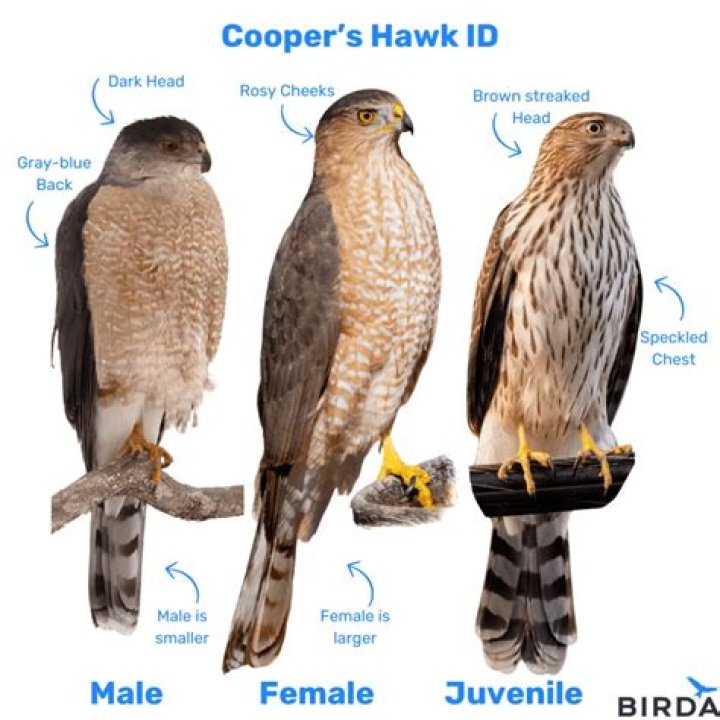 Why do Hawks sit with wings spread?