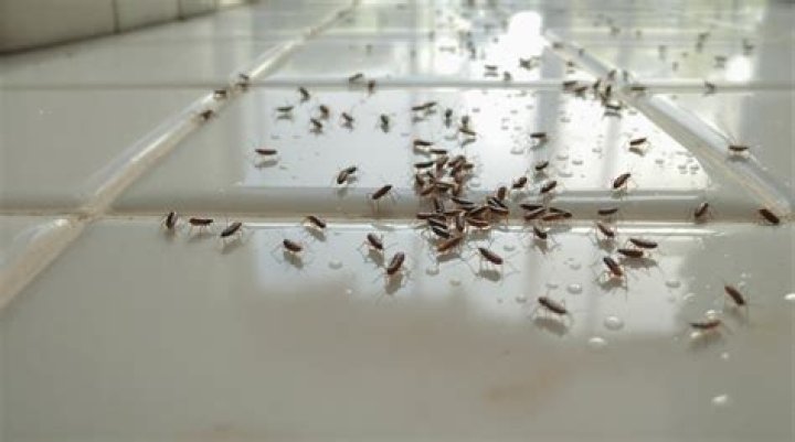 Why do I have earwigs in my bathroom?