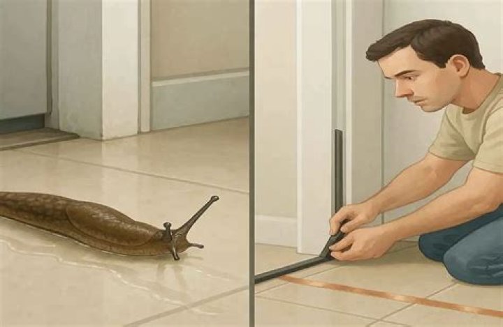 Why do I keep finding slugs in my house?