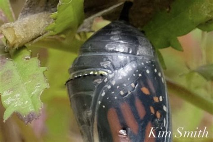 Why do monarch chrysalis have gold spots?