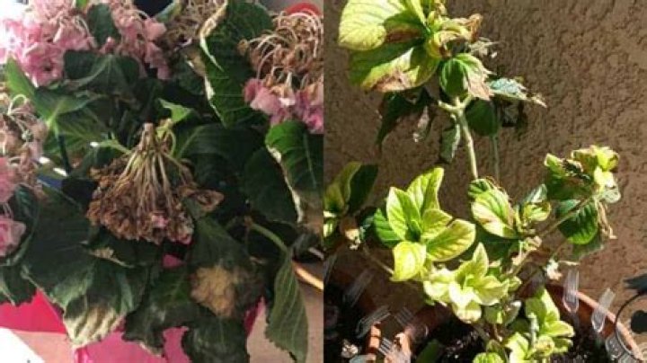Why do my hydrangeas look burnt?