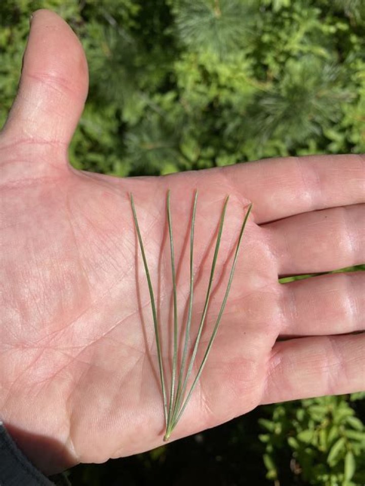 Why do pine needles turn orange?