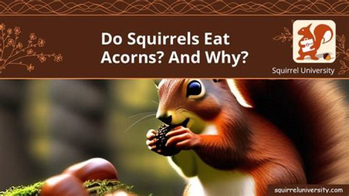 Why do squirrels eat acorns?