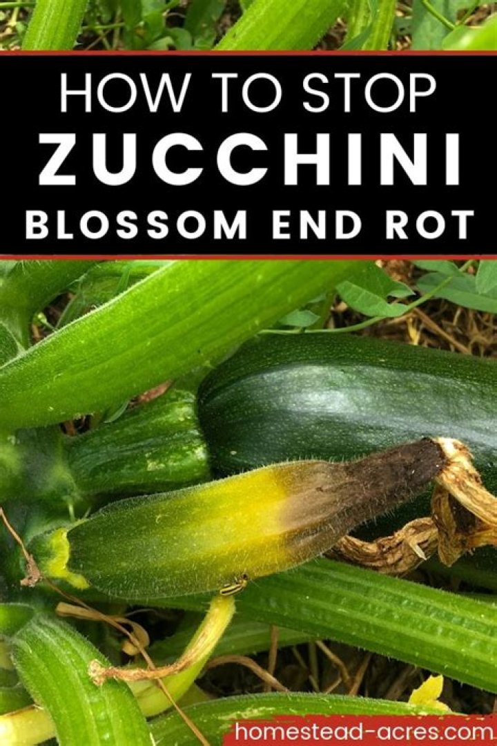 Why do zucchini rot at the end?
