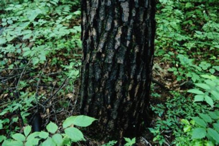 Why does a tree trunk turned black?