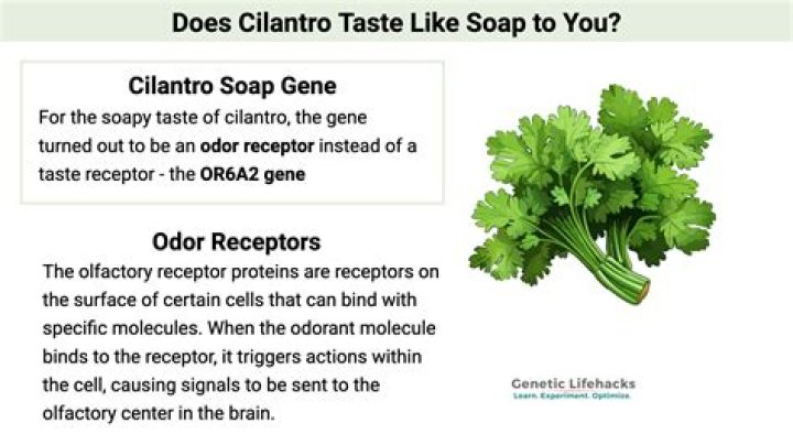 Why does cilantro smell like soap?