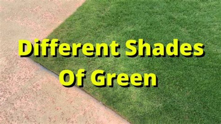 Why does grass look green?