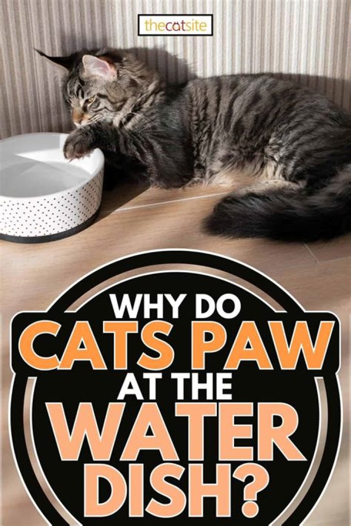 Why does my cat play in her water dish?