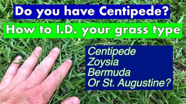 Why does my centipede grass have red tips?