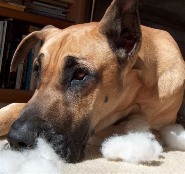 Why does my dog ate pillow stuffing?