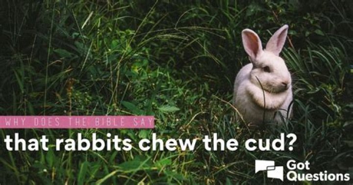 Why does the Bible say that rabbits chew the cud?