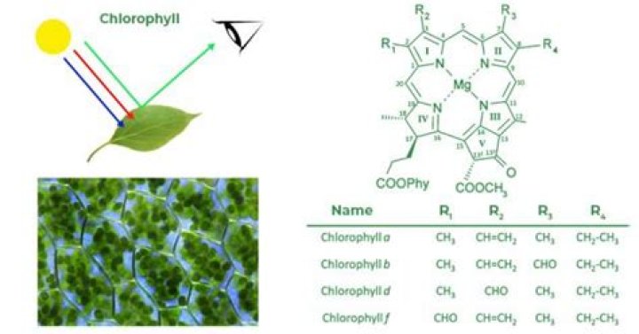 Why is chlorophyll a green pigment?