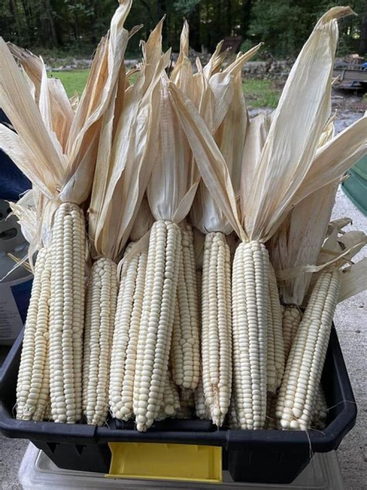 Why is hominy treated with lye?