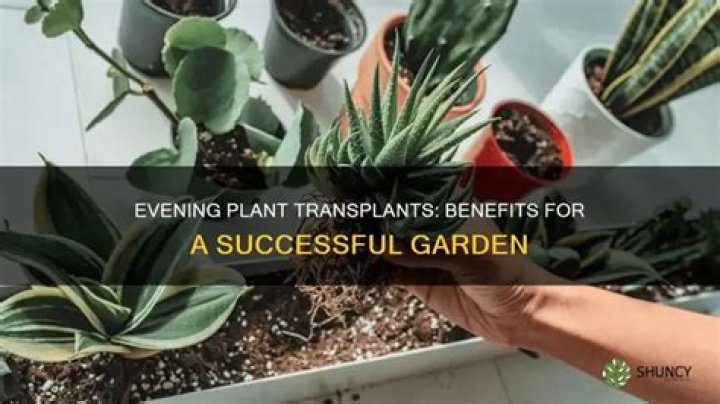 Why is it better to transplant plants in the evening?
