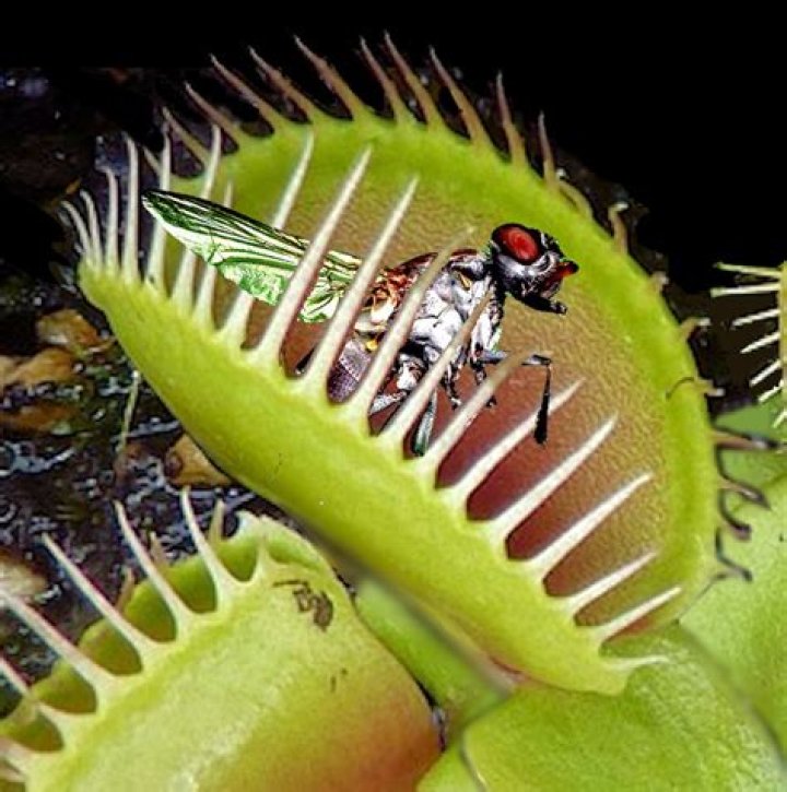 Why is it called a Venus fly trap?