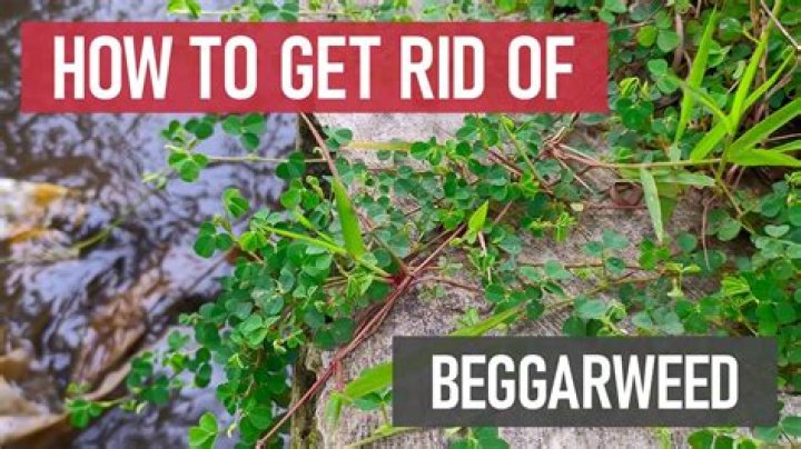 Why is it called beggar's lice?