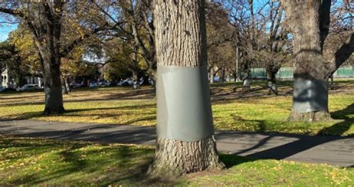 Why is metal wrapped around trees?