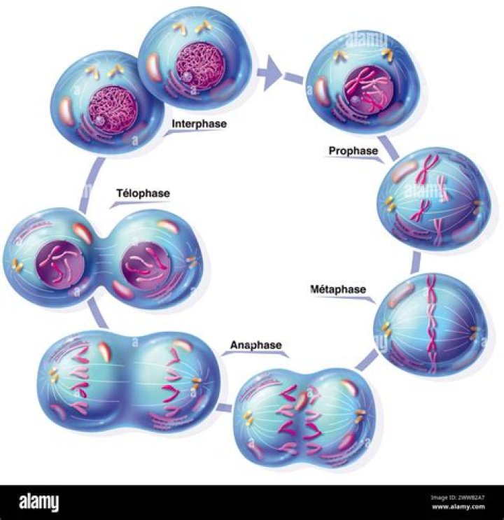 Why is mitosis a continuous process?