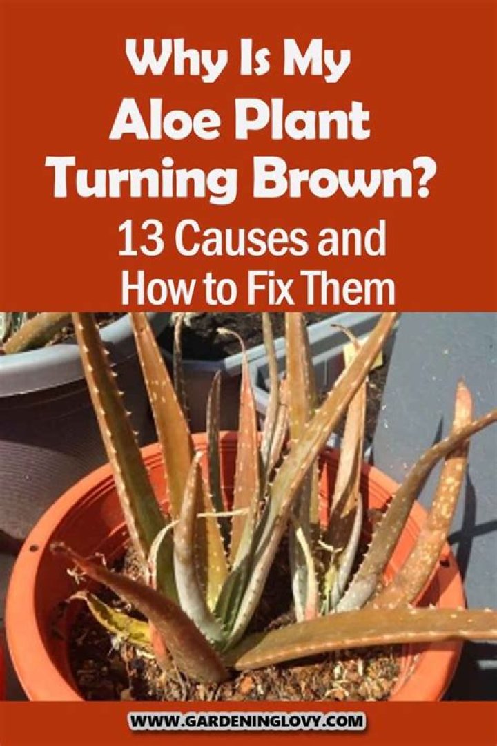 Why is my aloe vera plant turning brown at the tips?