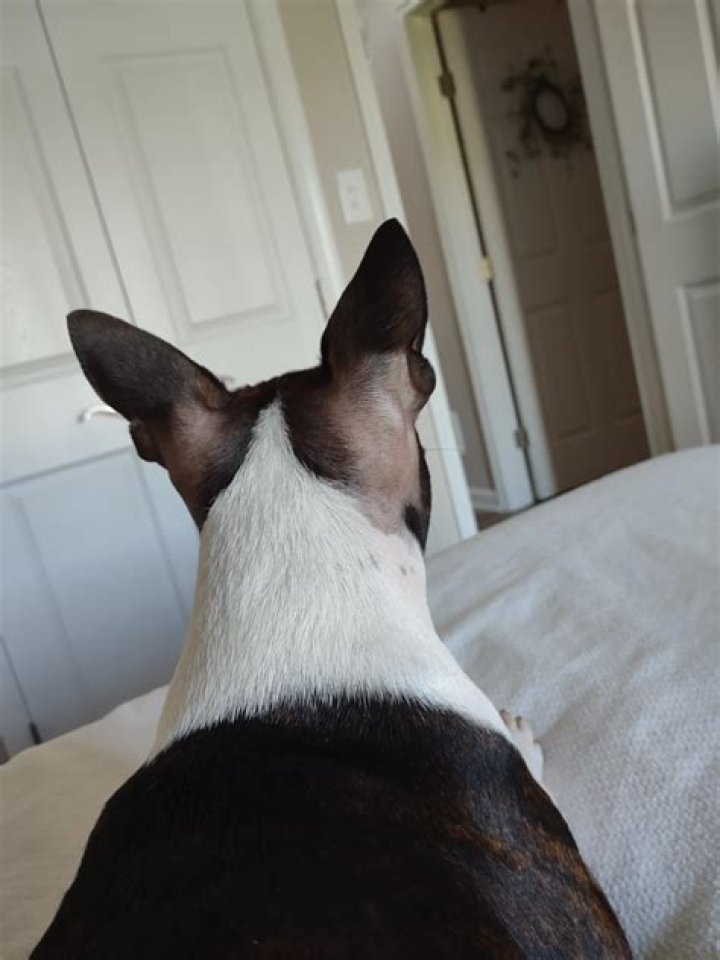 Why is my Boston terrier balding?