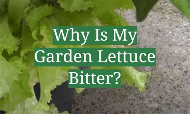 Why is my lettuce bitter?