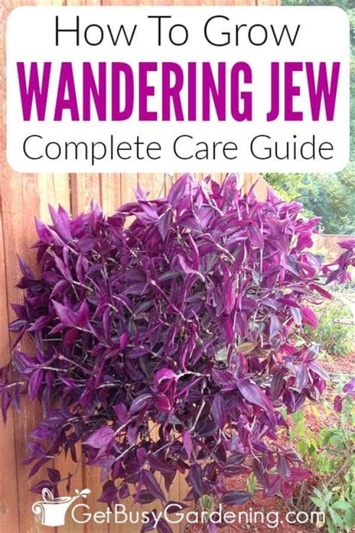 Why is my purple wandering Jew turning green?