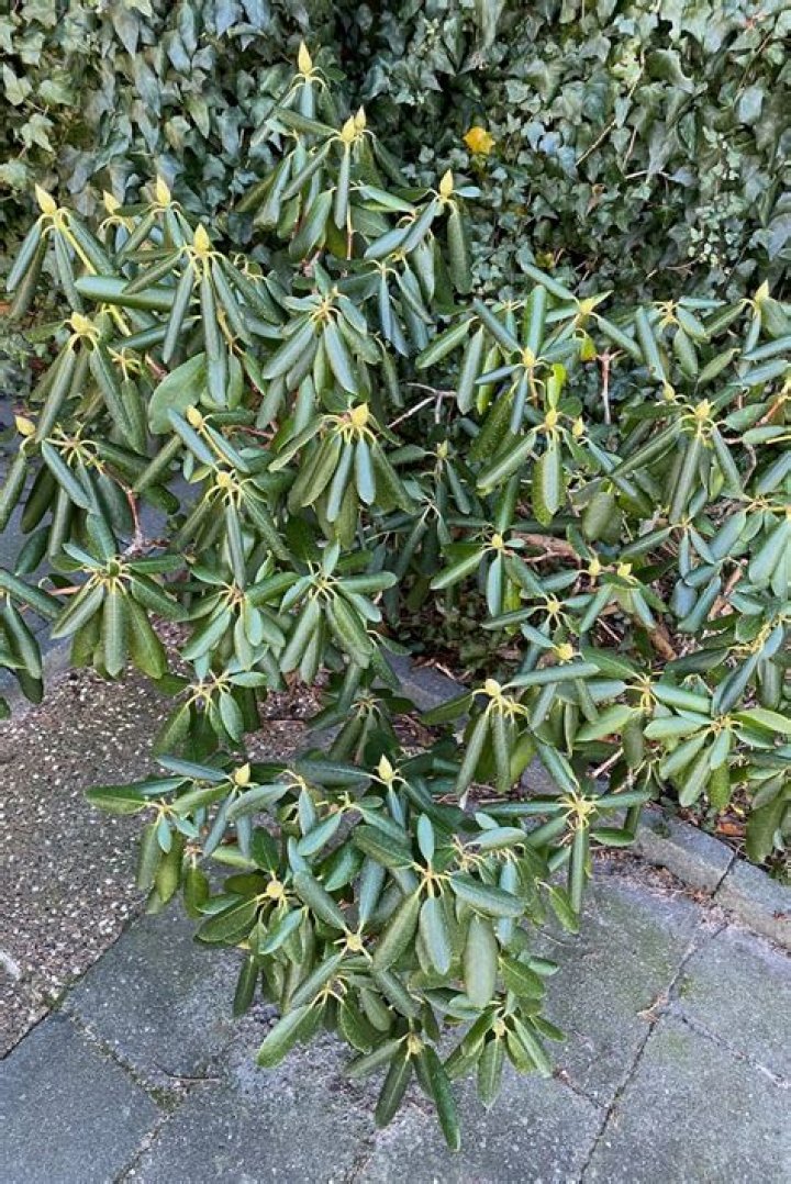 Why is my rhododendron going yellow?