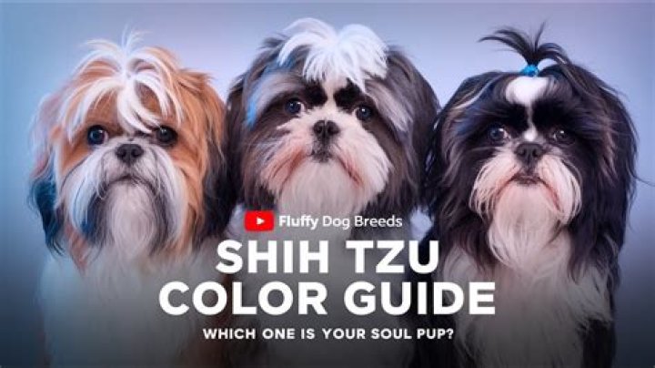Why is my Shih Tzu’s fur changing color?