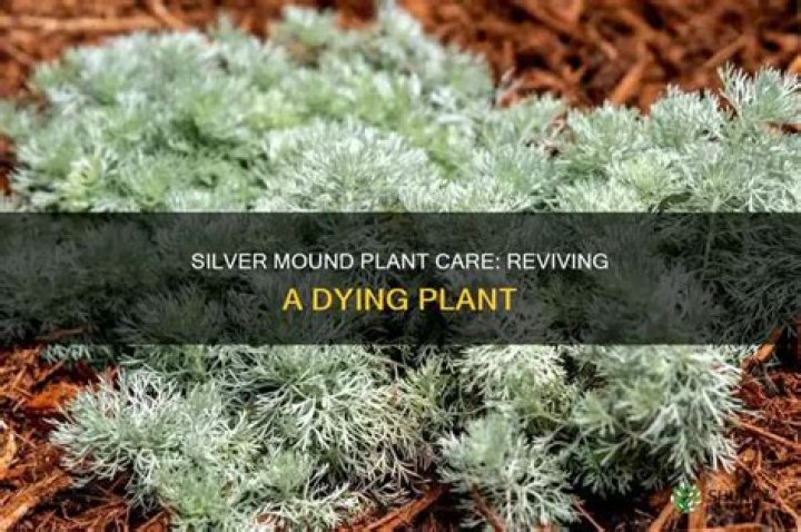 Why is my Silver Mound plant dying?