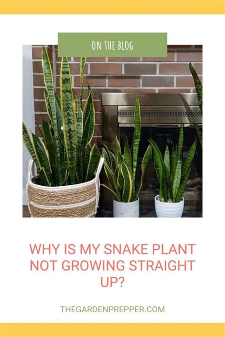 Why is my snake plant not growing straight?