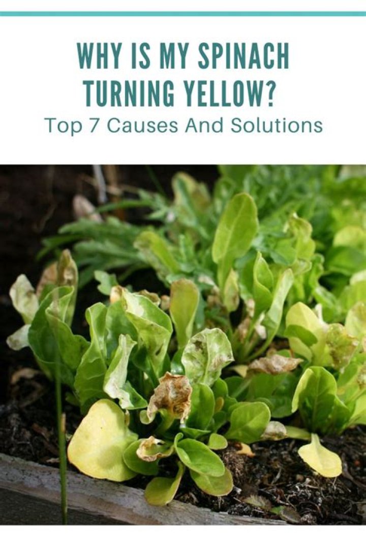 Why is my spinach turning white?