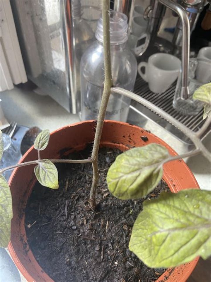 Why is my tomato plant turning purple?