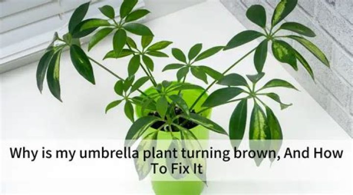 Why is my umbrella plant turning brown?