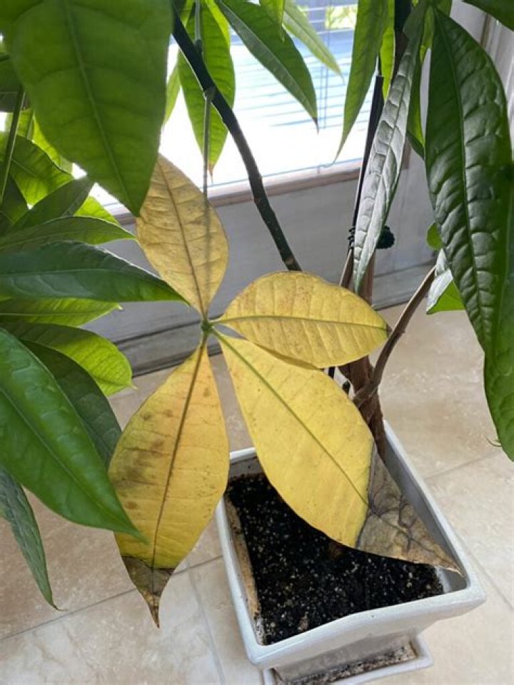 Why is my umbrella tree turning yellow?