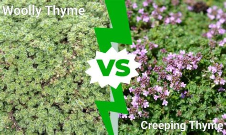 Why is my wooly thyme dying?