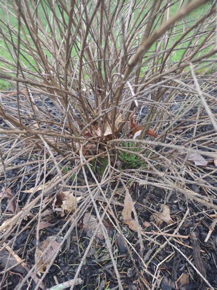 Why is Scotch broom bad?