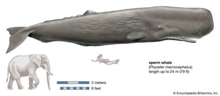 Why is sperm whale called sperm whale?