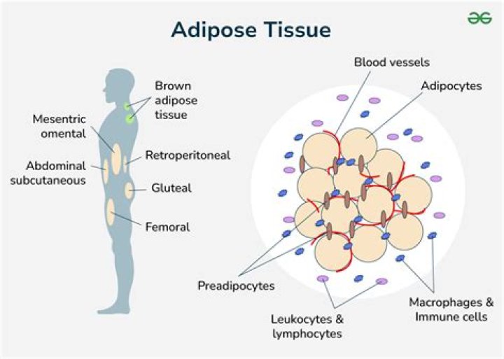 Why is the eyeball wrapped in adipose tissue?