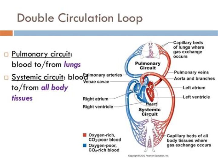 Why is the human heart called a double loop?