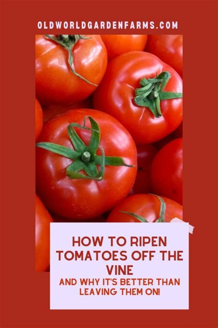 Why won’t my tomatoes ripen on the vine?