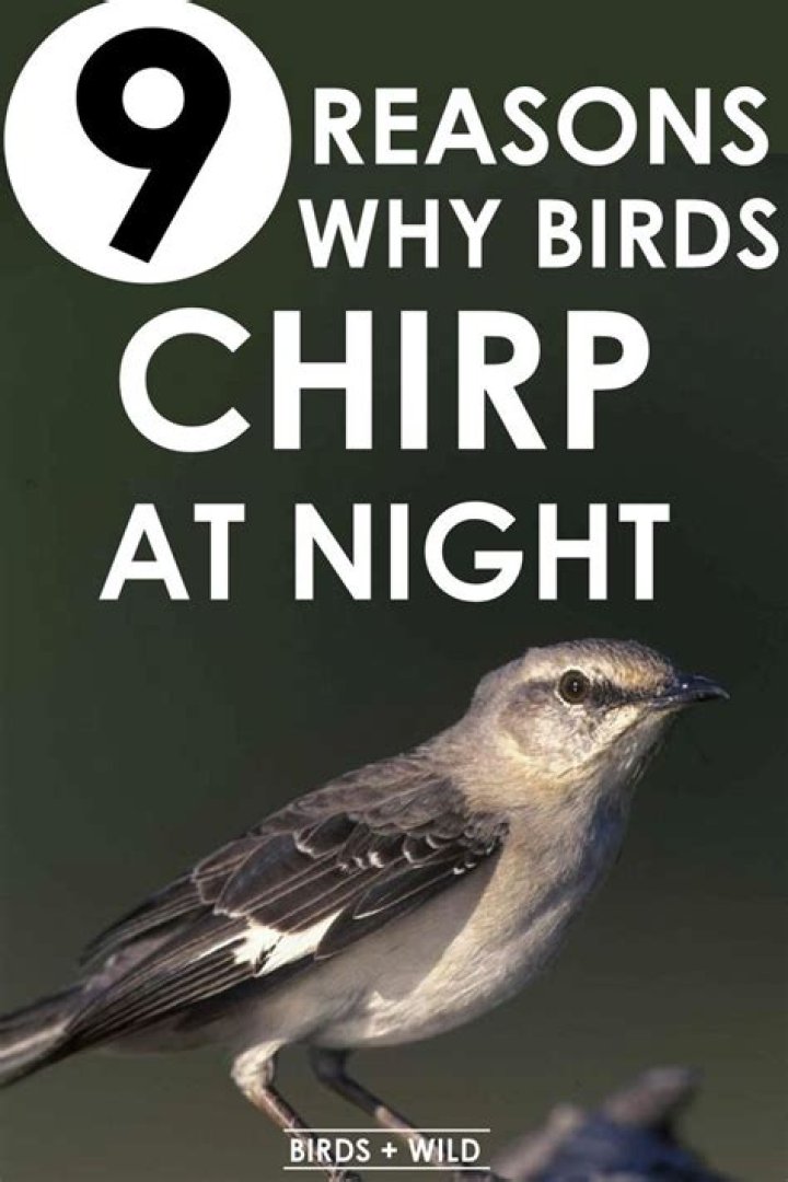 Why would birds be chirping at night?
