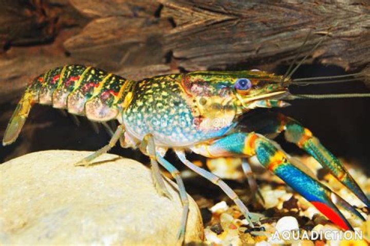 Will a crayfish claw grow back?