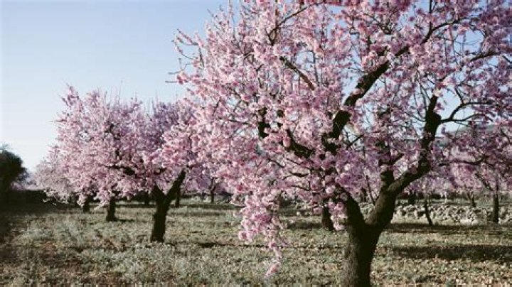 Will almond trees grow in Texas?